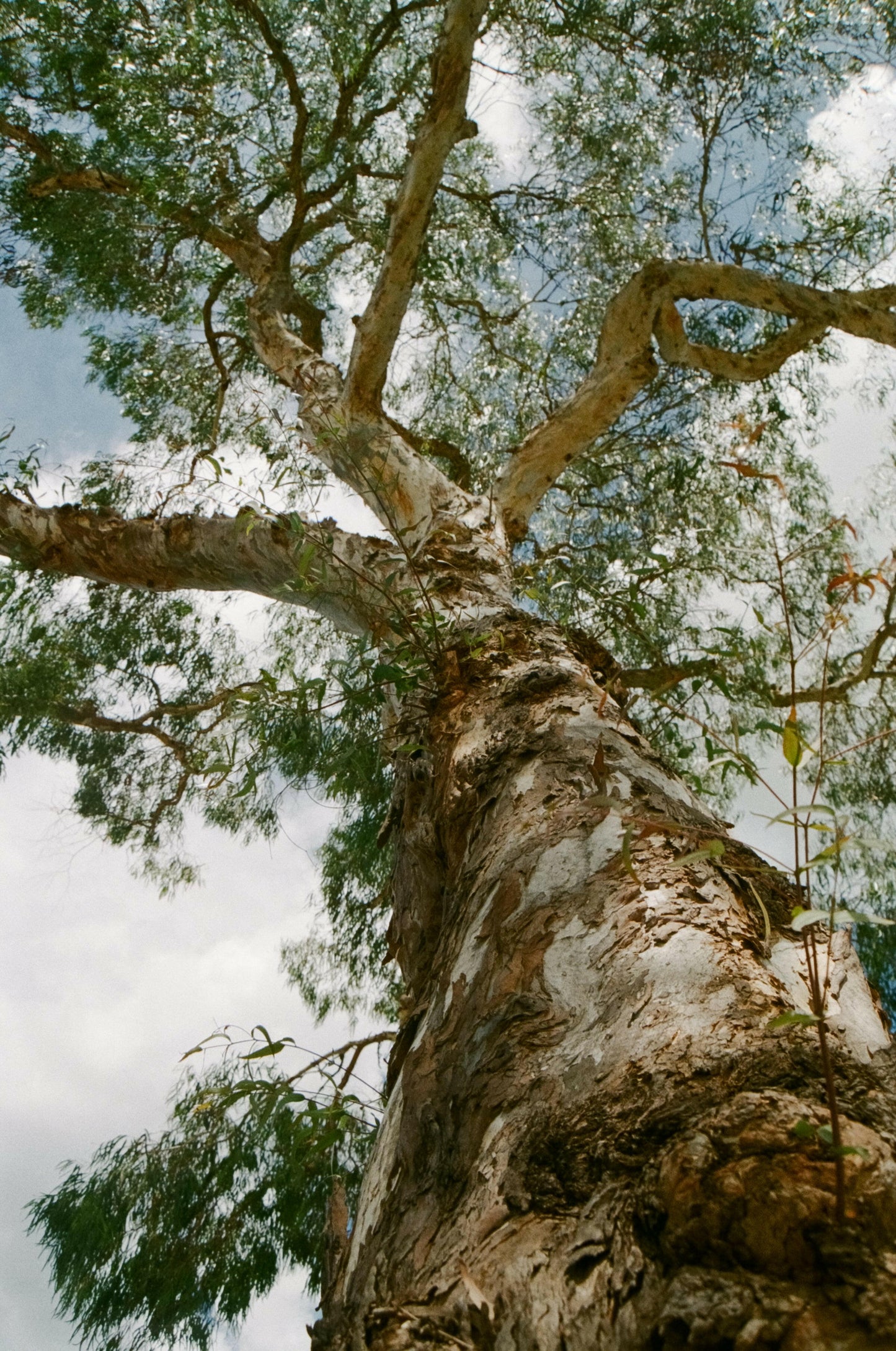 Nikon F-501 SLR film camera with zoom lens.