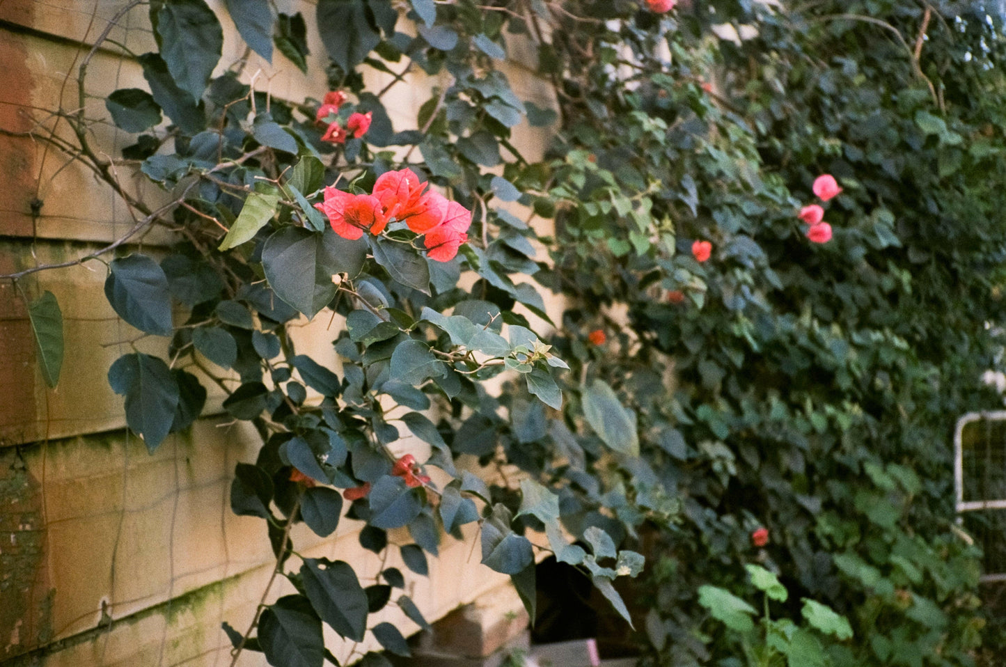 Flash Fujica compact film camera with user manual.