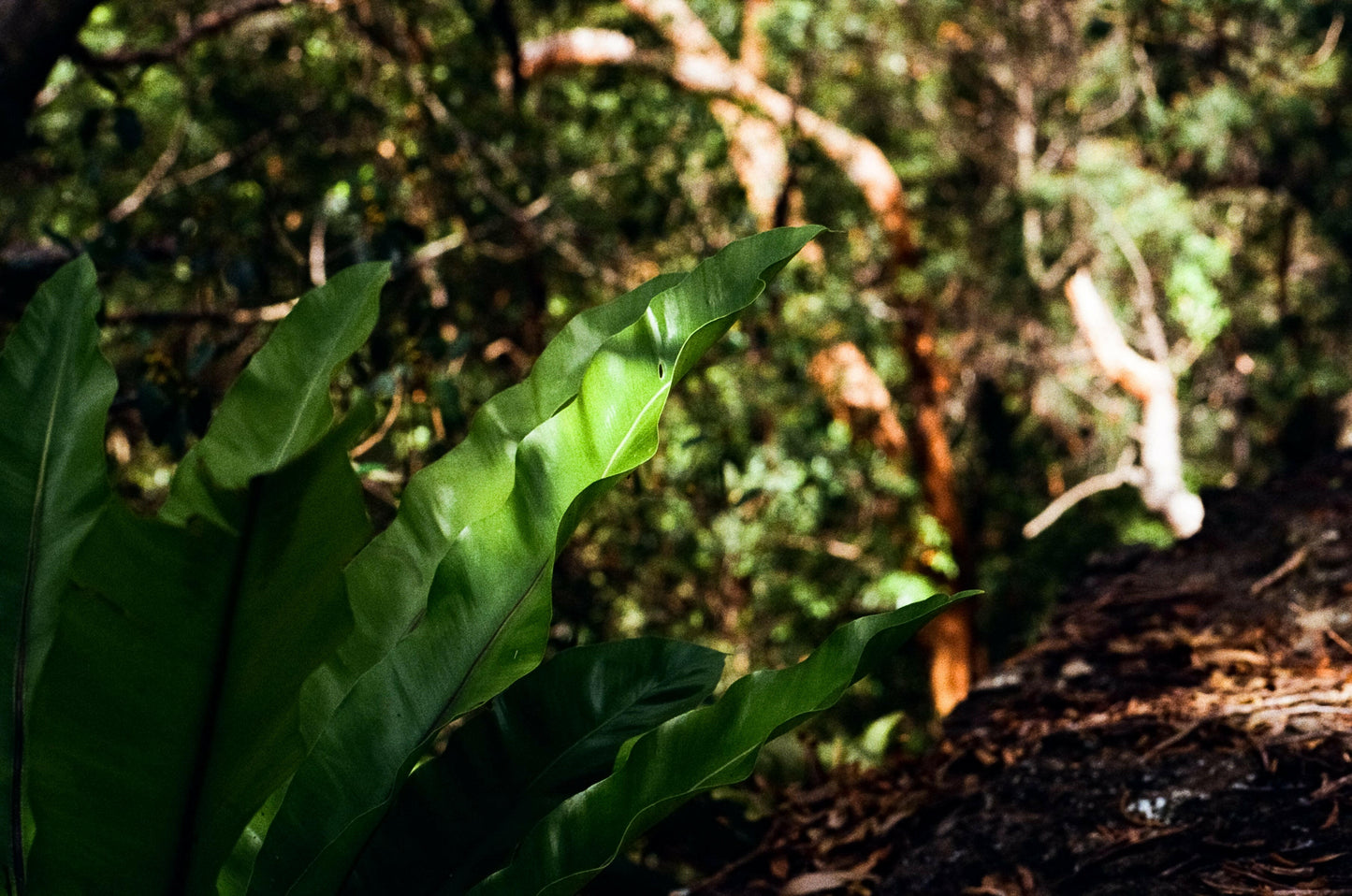 Canon FTb SLR film camera.