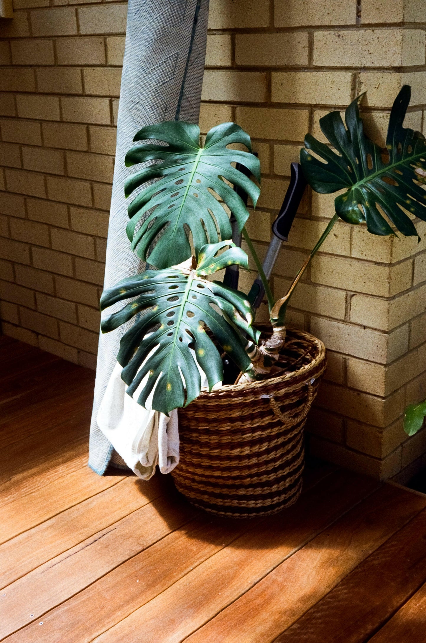 Olympus 35 DC rangefinder camera.