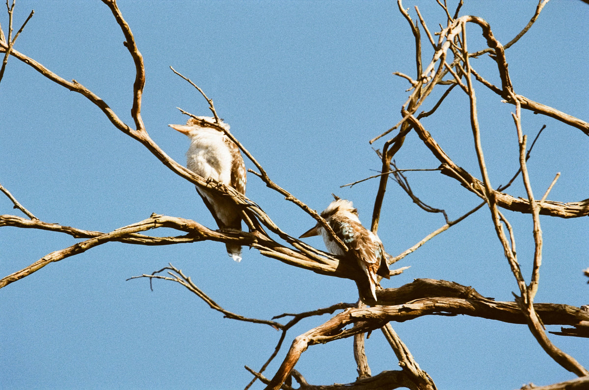 Nikon F-601 + zoom lens SLR film camera kit.