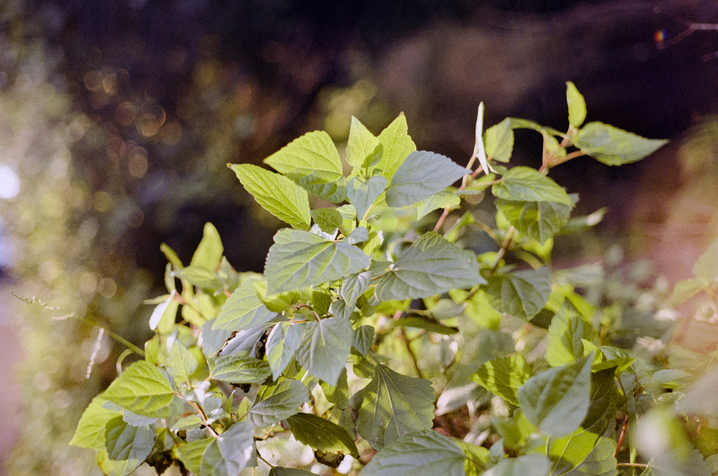 Contax G2 camera with 45mm f/2 lens