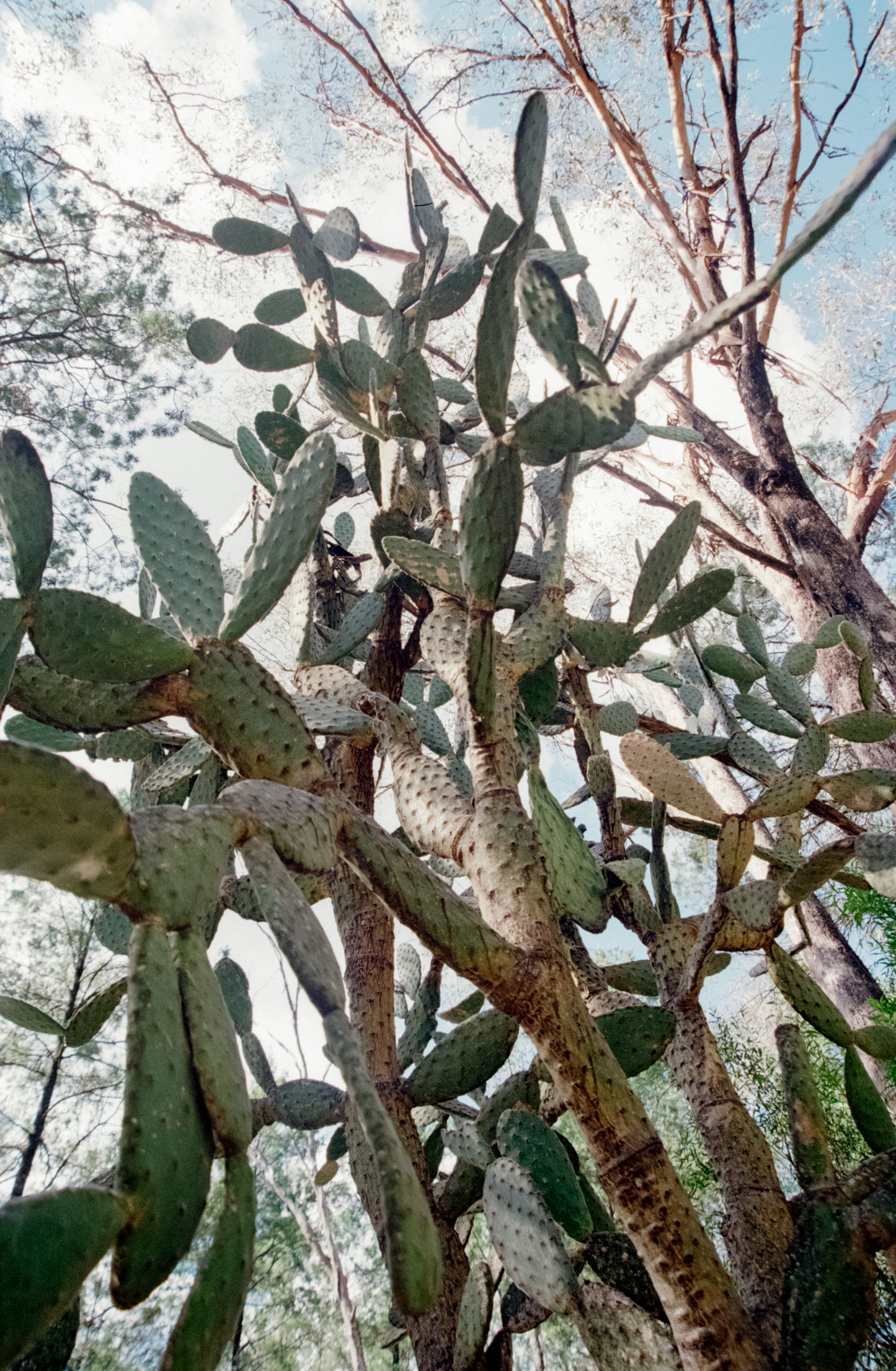 AF Nikkor 24-120mm f/3.5 lens for Nikon autofocus cameras