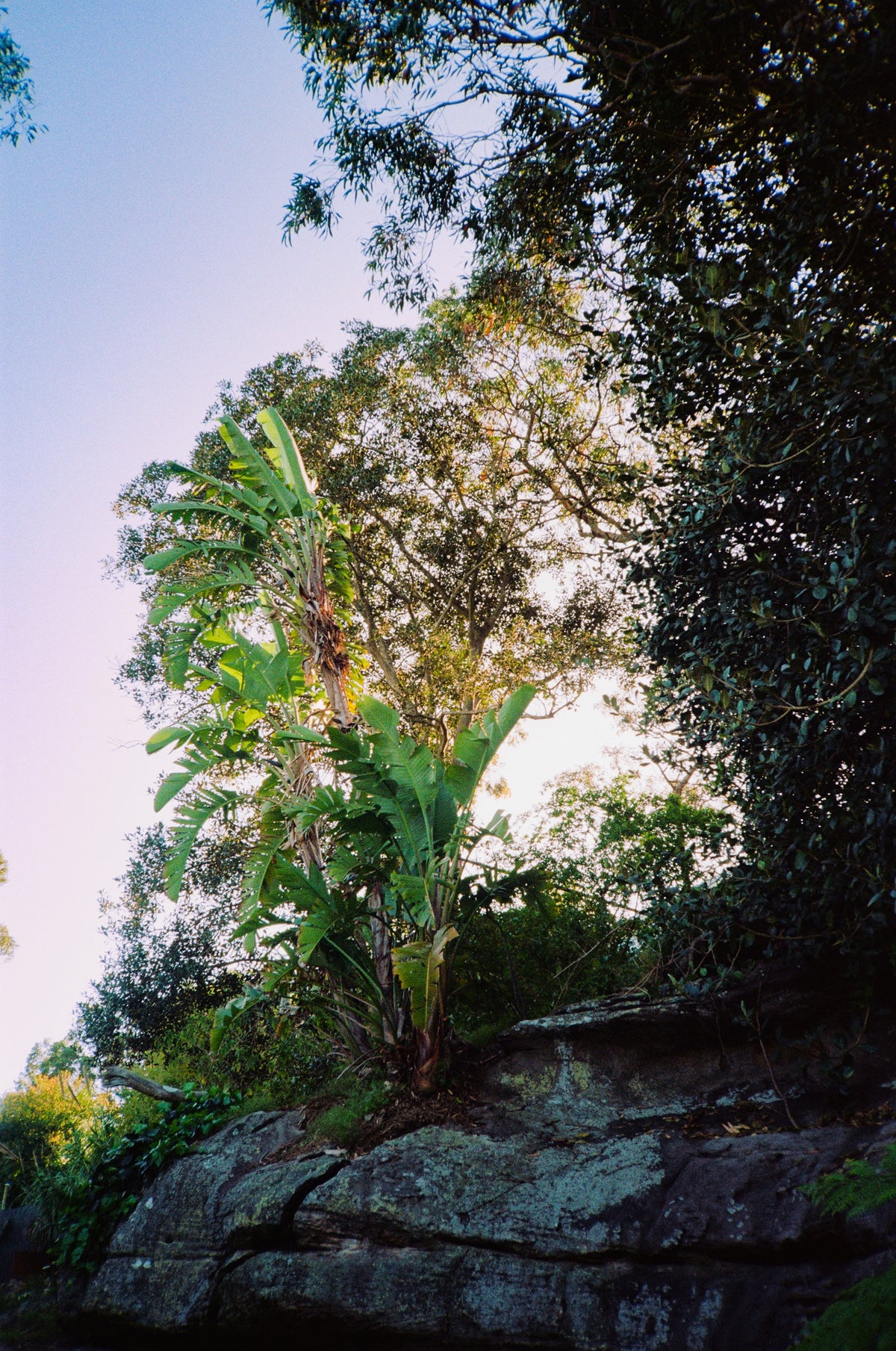Olympus XA film camera - FILM TESTED