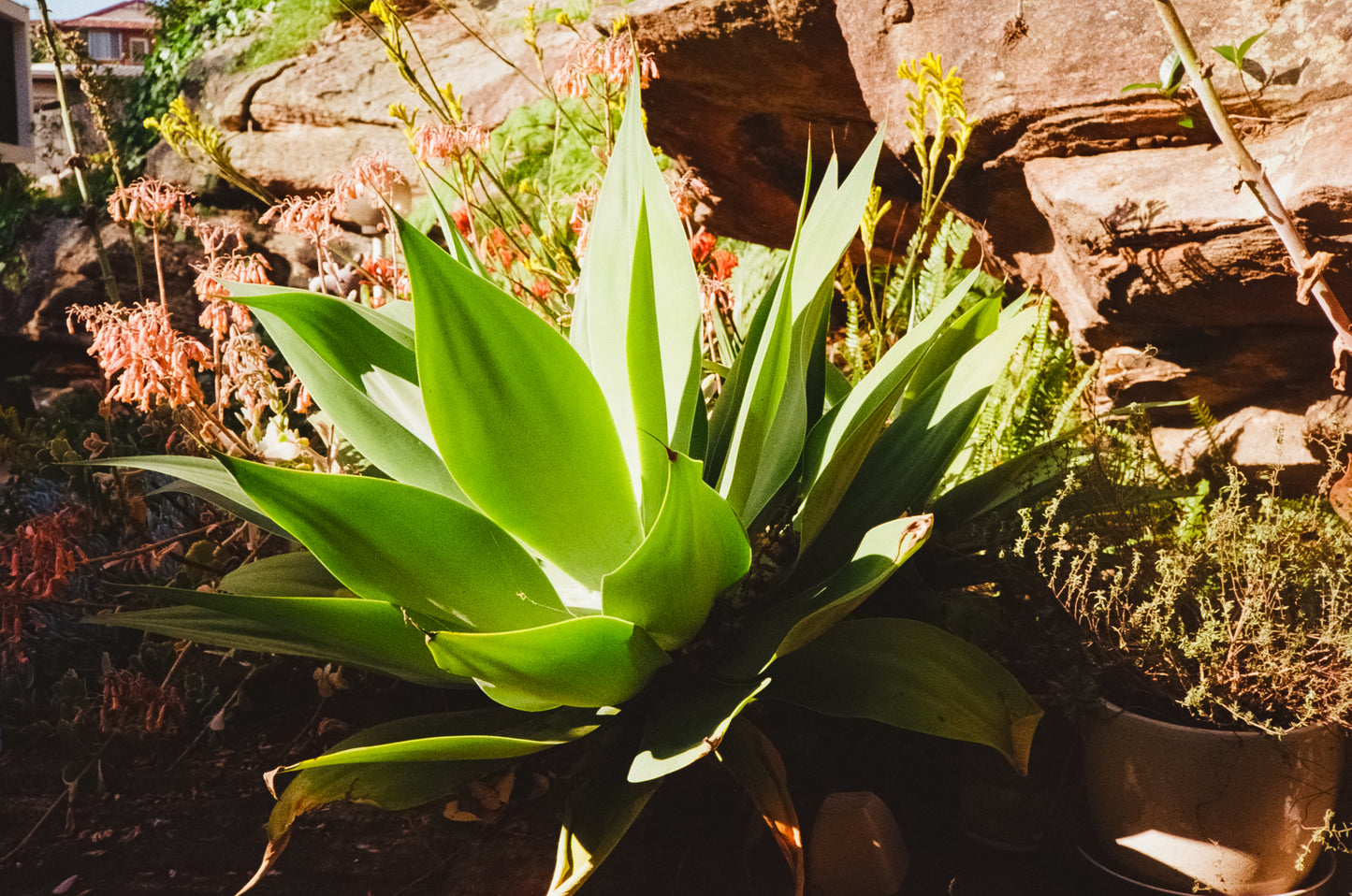 Olympus 35 ECR compact rangefinder film camera.